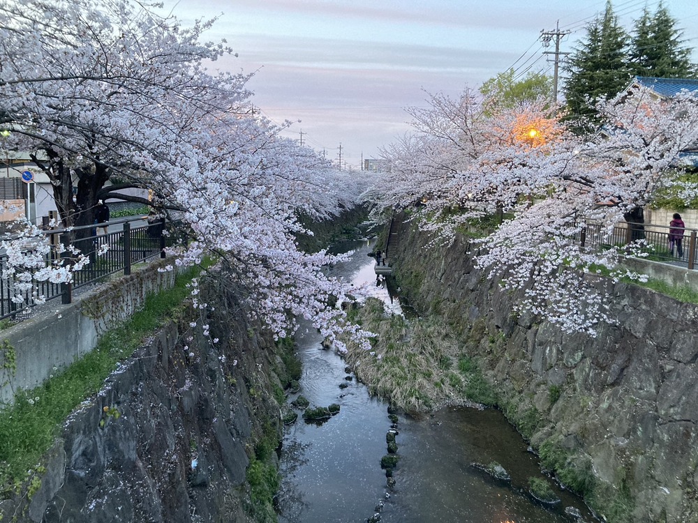 山崎川の桜　満開でした