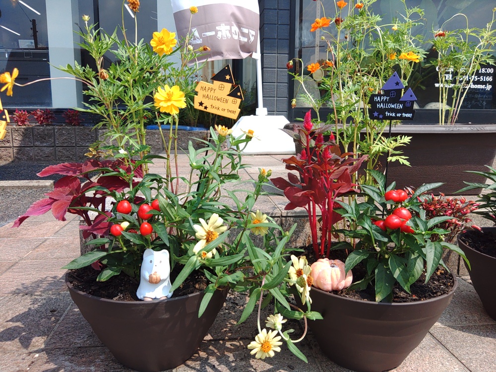 9月13日（土）14日（日）秋の大感謝祭