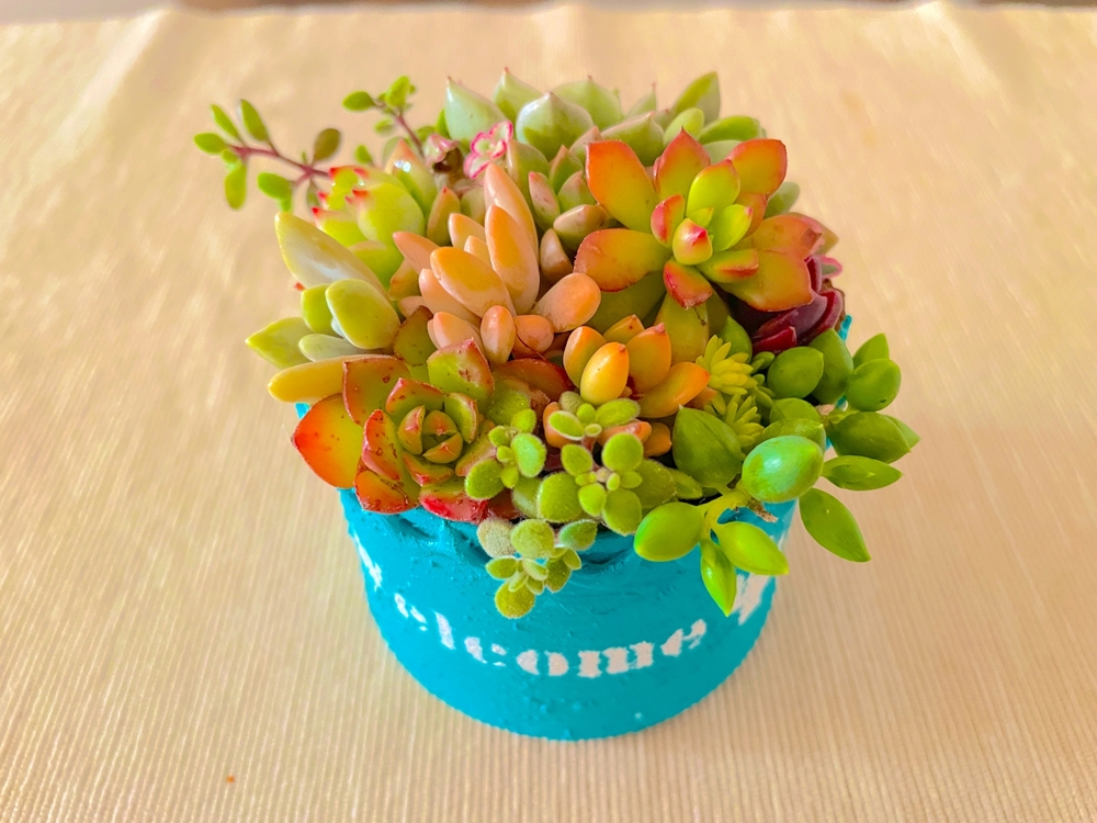 おすすめインテリアグリーン【多肉植物】