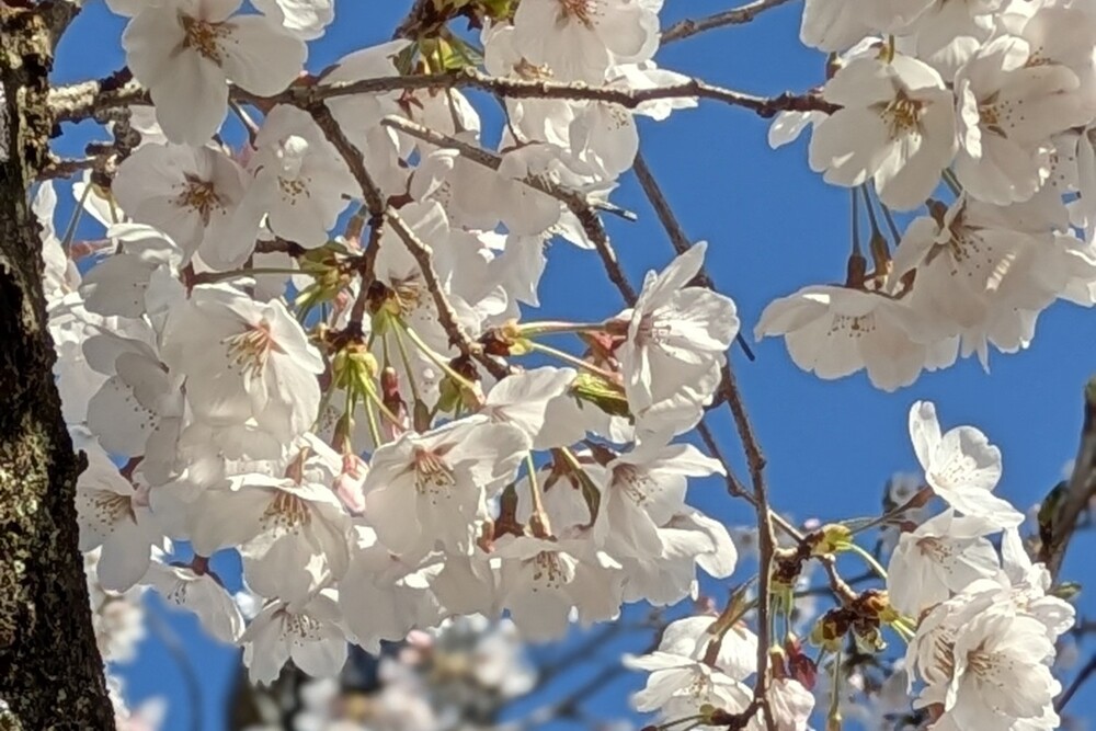 春を迎える前に|窓・サッシの簡単掃除で明るい住まいに