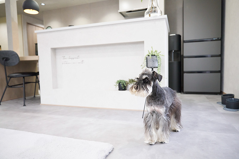 わんことニッチ