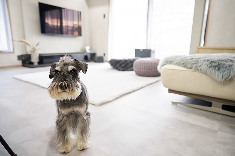 ワンちゃんとの楽しい日々を