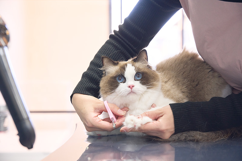 猫