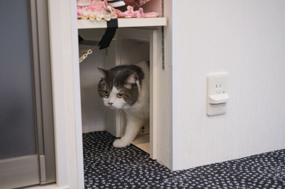 白壁の猫専用ドアから覗く、愛らしい猫