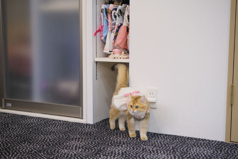 猫服が並ぶ棚の前、歩く茶トラの猫