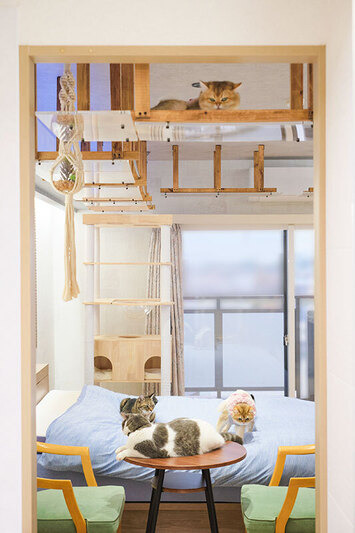 扉越しに見渡す、猫たちが集う居心地よい部屋