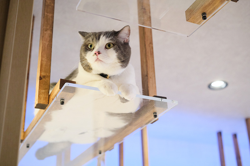 アクリル板越しにくつろぐ猫を下から見上げる