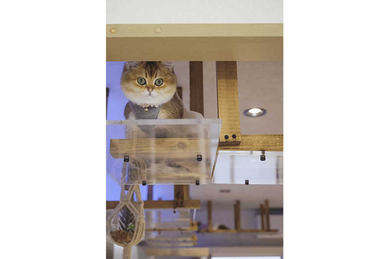透明ウォークから覗き込む愛らしい猫の表情