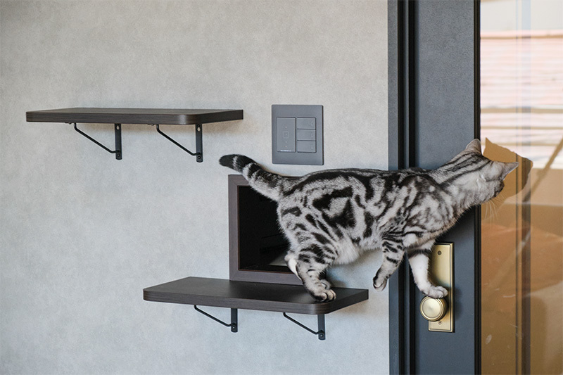 壁の抜け穴を通り抜ける愛猫
